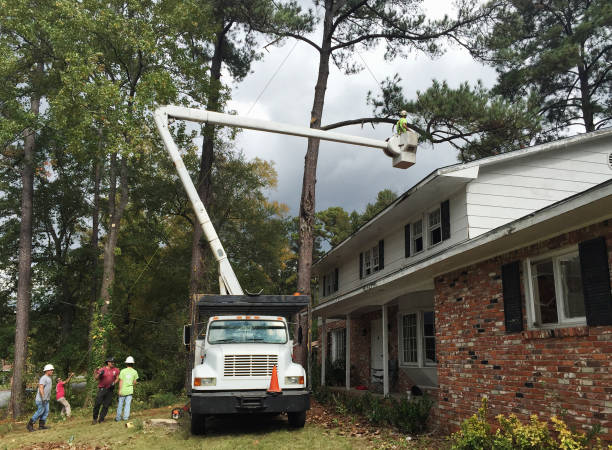 Reliable Elgin, SC Tree Care Solutions