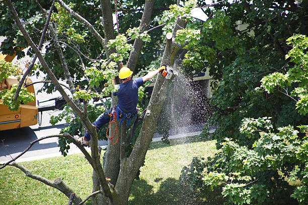Lawn Maintenance Plans in Elgin, SC