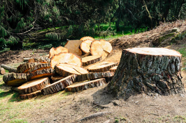Best Stump Grinding and Removal  in Elgin, SC